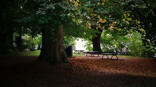 Trees in park