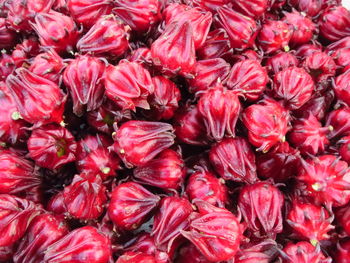 Polyphenols in roselle have health benefits, lower cholesterol and triglycerides