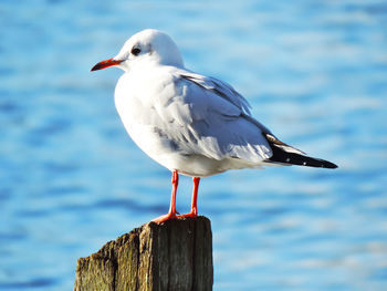 Close-up of seagull perching on wooden post