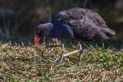 View of bird on grassy field