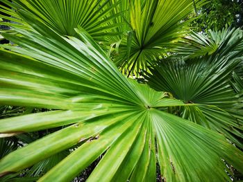 Close-up of palm tree leaves