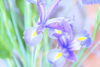 Close-up of irish flowers blooming in park