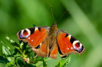 Close-up of butterfly pollinating flower