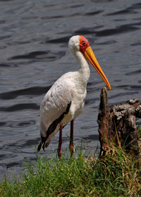 Close-up of bird perching on a lake