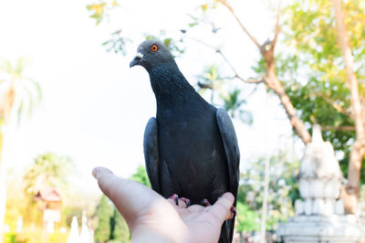 Person holding bird perching on hand