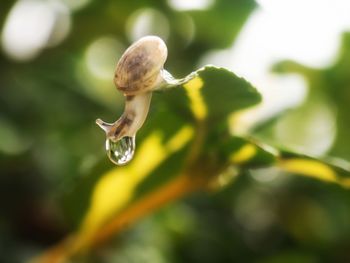 Close-up of wet plant