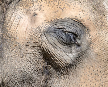 Close-up of elephant