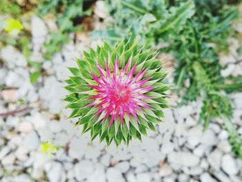 Directly above shot of pink flowering plant