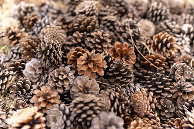 Full frame shot of dried leaves