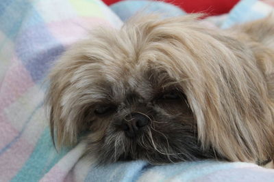 Close-up of a dog at home