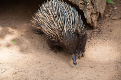 Echidna on field