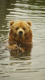 View of wet bear in river