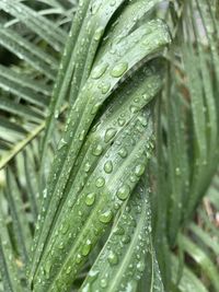 Close-up of wet plant leaves during rainy season