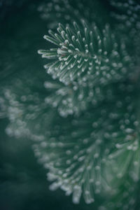 Close-up of leaf on tree