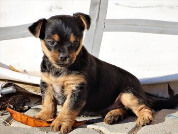 Close-up portrait of puppy