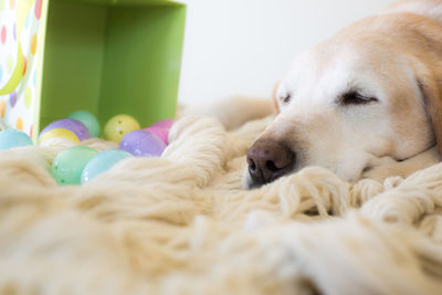 Close-up of labrador retriever sleeping on rug with colorful plastic easter eggs