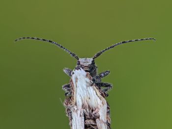 Close-up of an insect on tree