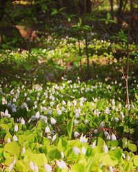 Close-up of white flowers