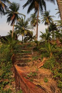 View of palm trees