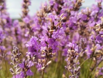 Close-up of bee pollinating on purple flowering plant