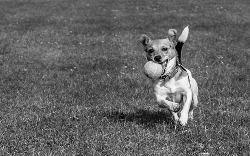 Portrait of dog running on field