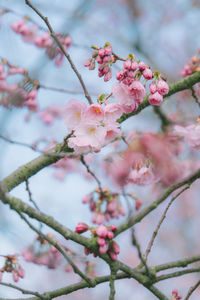 Low angle view of pink cherry blossom