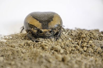 Close-up of a animal on sand