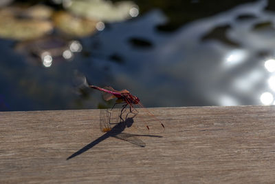 Close-up of dragonfly on wooden table