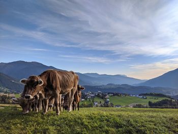 Cattle in a field