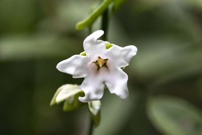 Close-up of white flowering plant