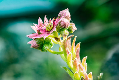 Close-up of pink flowering plant