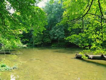 Scenic view of lake in forest