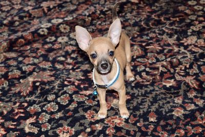 High angle portrait of a dog