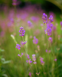 Close-up of purple flowering plant on field