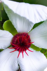 Close-up of red flower