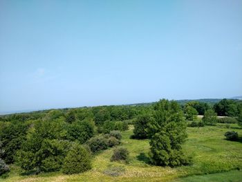 Trees on field against clear sky