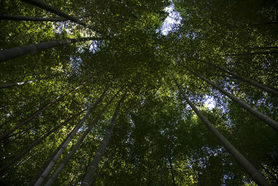 Low angle view of bamboo trees in forest