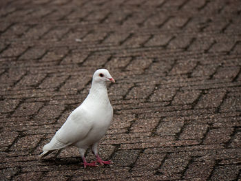 High angle view of white pigeon on footpath