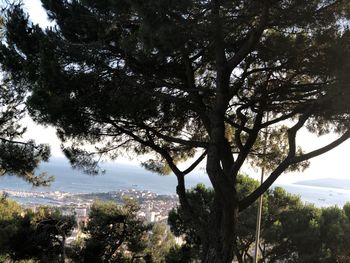 Trees in city against sky