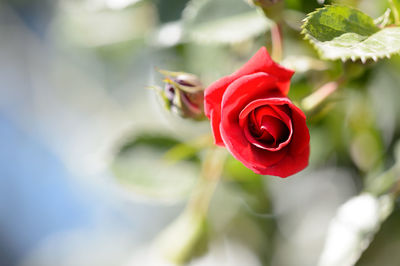 Close-up of red rose