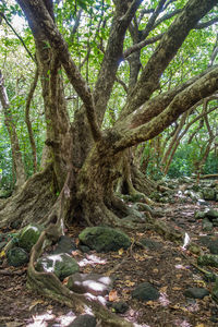 Trees growing in forest