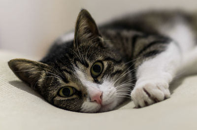 Close-up portrait of cat lying down