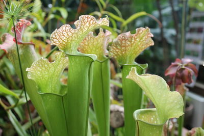 Close-up of succulent plant