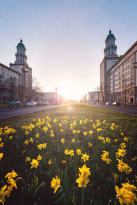 View of yellow flowers in city