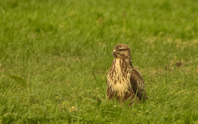 Eurasian buzzard on grass