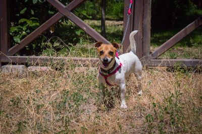 Portrait of dog standing on grass