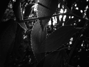 Close-up of leaves against blurred background