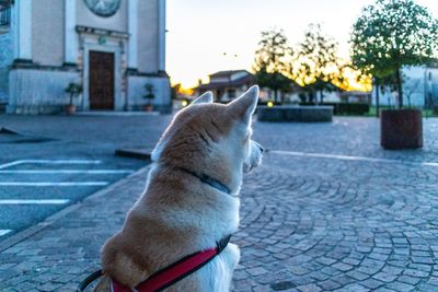 Dog looking away on street in city