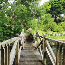 Footbridge amidst trees and plants in forest