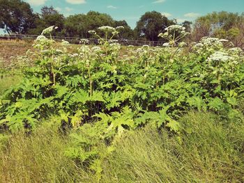 Plants growing on land